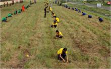 Tree Plantation Drive