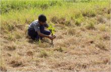 Tree Plantation Drive