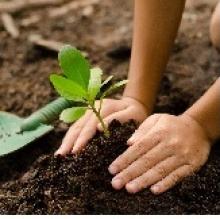 Tree Plantation Drive